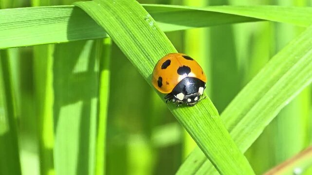 
Seven-spot Ladybug Crawling on Green Grass Blade in Sunlight
햇살 아래 초록색 풀잎 위를 기어가는 칠성무당벌레
