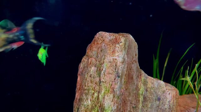 Colorful GloFish Tetra Swimming in Aquarium with Rock Decoration