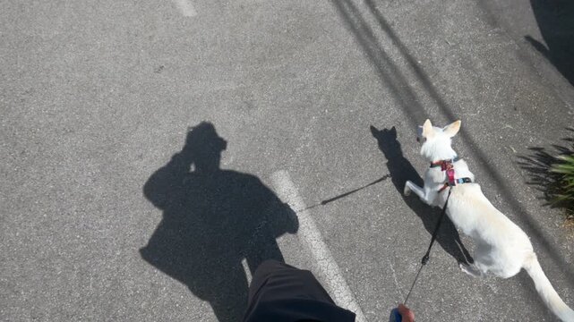 First-person POV shot of person walking small white Podenco dog on leash along paved path. Shadow visible on asphalt. Sunny day.