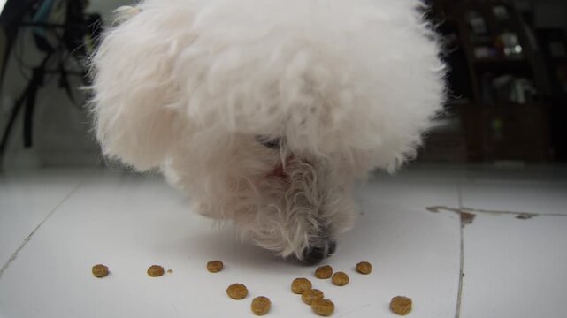 Small fluffy dog eating kibble from white floor in a home interior, close up