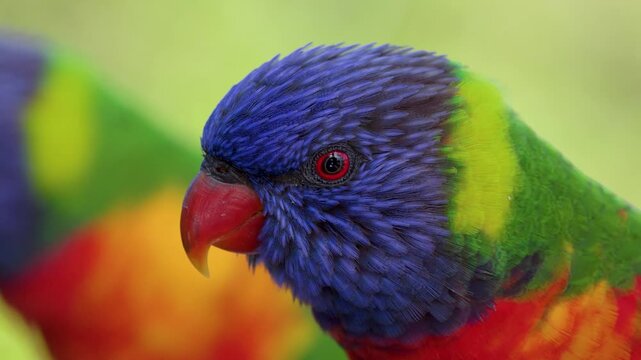 Close-up of a Vibrant Rainbow Lorikeet Parrot in Gold Coast Australia