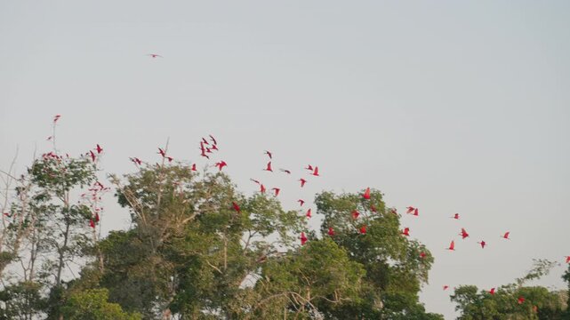 A mesmerizing view of thousands of vibrant red scarlet ibis returning to roost in the mangroves.