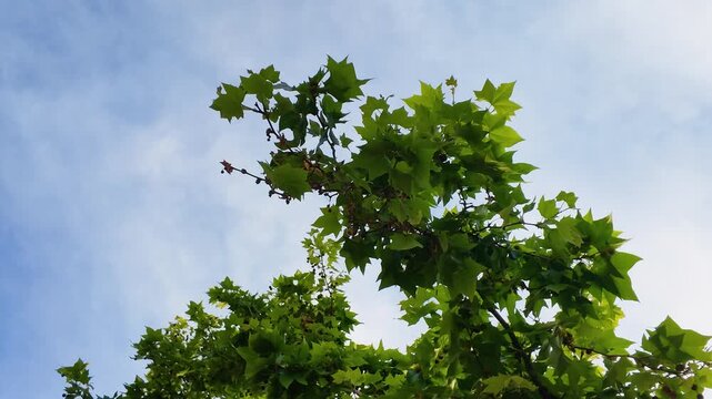Upward View of Green Plane Tree Leaves Against Blue Sky in Cassis