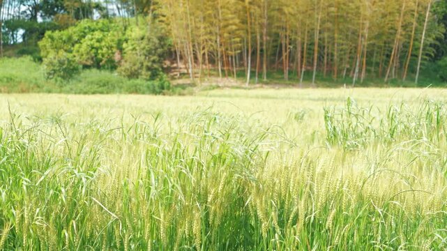 Green Wheat Field and Peaceful Rural Landscape in Japan