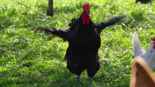 Black rooster walking beside hens across sunny grassy farmyard
