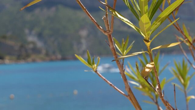 Green Oleander Leaves with Blue Coastal Water and Mountain Background