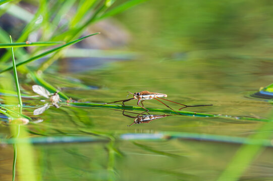 草の間を進むアメンボ / Water Strider Among Green Reeds