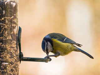 Blue tit, Cyanistes caeruleus on abird feeder with copy space, UK. © joe888
