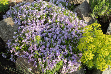 Obraz premium Decorative flowering plants with stones in landscaped garden during sunny spring day