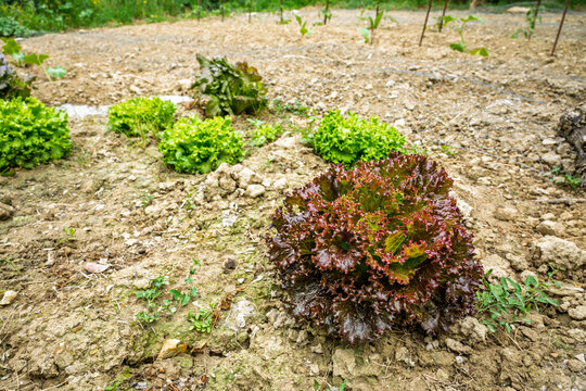 Close‑up of red batavia lettuce growing in early stage vegetable garden showing curled leaves, rich color and natural cultivation under daylight in a rural vegetable garden