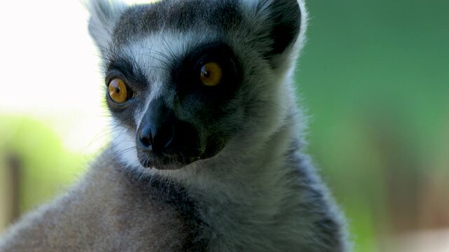 Close Up Portrait of a Ring Tailed Lemur Looking at Camera