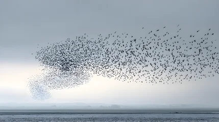 Fotobehang Vogels Thousands of starlings perform a mesmerizing murmuration a breathtaking aerial ballet of synchronized flight creating abstract shapes against a vast overcast sky above a tranquil  © LumiStock