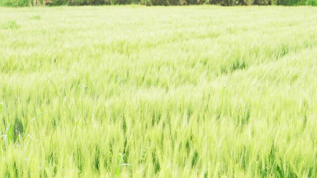 Green Wheat Field Swaying in the Early Summer Breeze