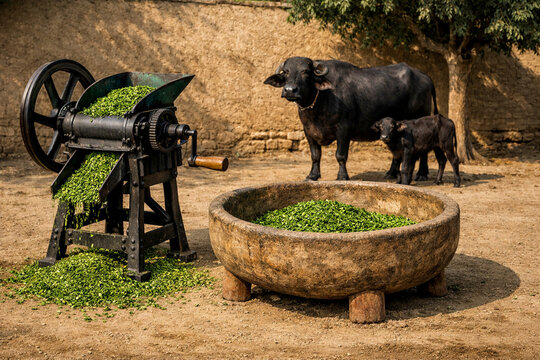 Professional wide landscape shot of a traditional manual chaff cutter machine and earthen feeding trough with an Indian buffalo and calf in a rural village courtyard."
