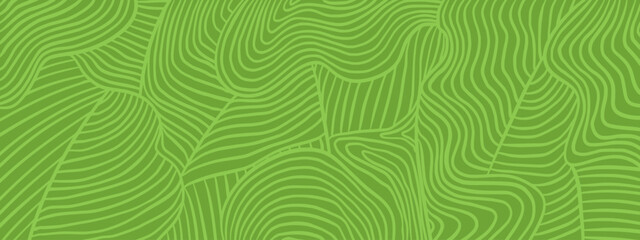Fototapeta premium Organic vineyard pattern. Wavy stripe fields texture in green line art. Abstract farm landscape