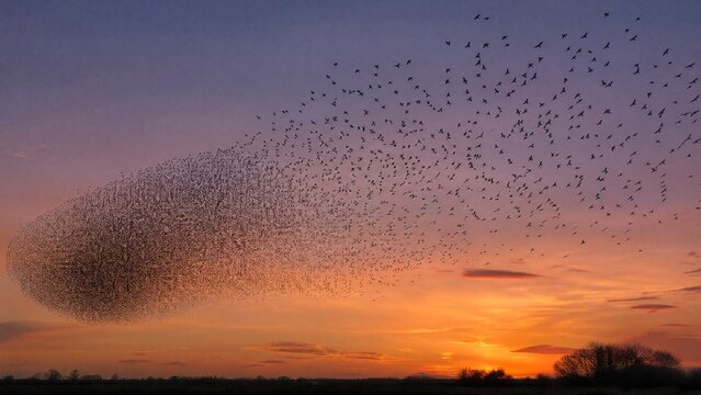 overfed. A murmuration of starlings transitioning from a dense cloud to scattered birds against a dusk sky. wildlife magazines, conservation campaigns, designed for eco-tourism storytelling.