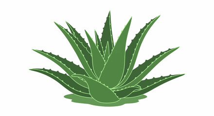 Fototapeta premium A green aloe vera plant with spiky leaves on a white background