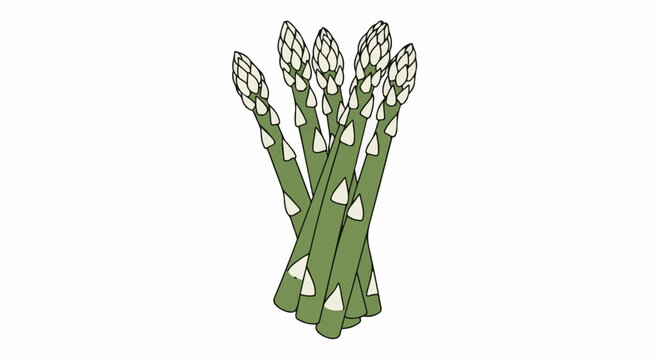 A hand-drawn illustration of a bundle of green asparagus spears with white tips