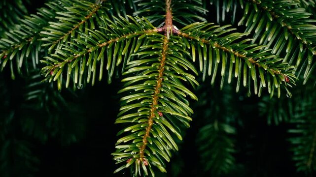 Norway spruce tree branch close up stock footage