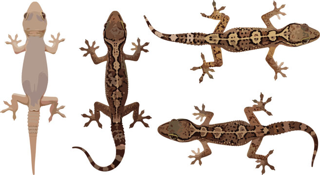 PrintGecko lizard set in different poses, tropical reptile collection, detailed wildlife animal illustration, realistic vector design