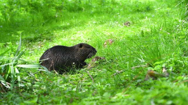 Nutria river rat on meadow, coypu herbivorous, semiaquatic rodent, Myocastoridae at water pond, wildlife animal, habitat wetland