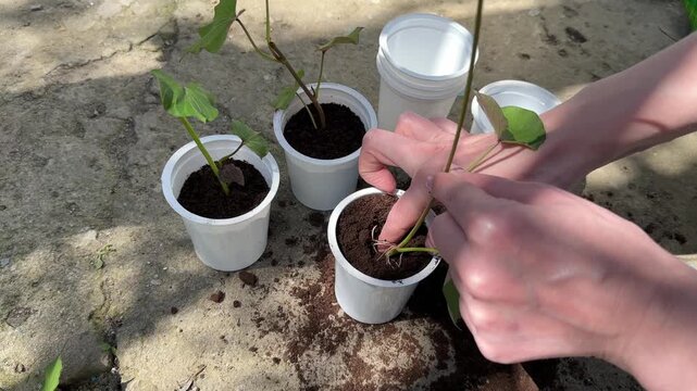 Young sweet potato seedlings being planted into pots by woman overhead view