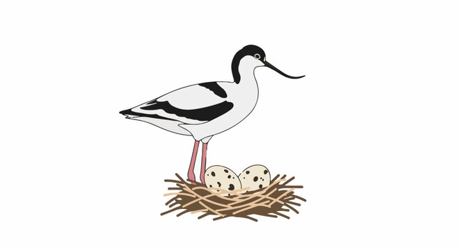A pied avocet bird stands guard over two speckled eggs in a nest