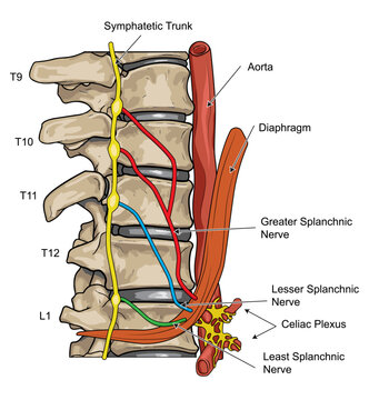 Illustration of the T9-L1 vetebrae and the parts attached to these bones