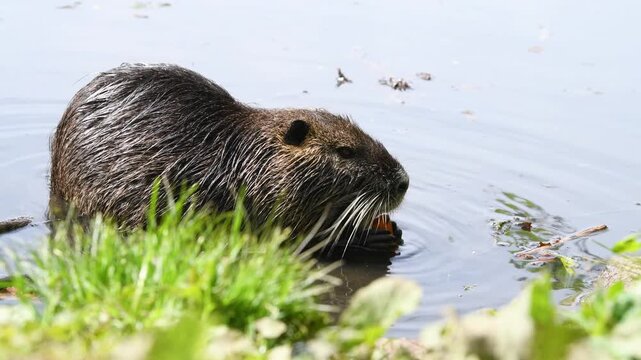 Nutria river rat eating carrot, coypu herbivorous, semiaquatic rodent, Myocastoridae at water pond, wildlife animal, habitat wetland