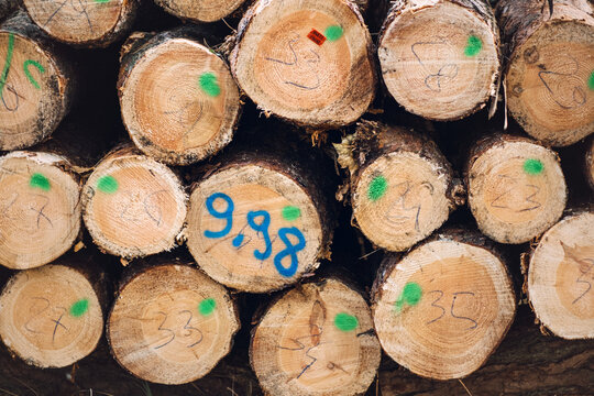 Close up view of stacked pine logs with numerical markings and green paint spots. Sustainable timber harvesting, certified wood production, forestry management tracking.