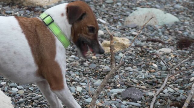 Dog chewing stick, focused canine enjoying playtime on rocky beach.