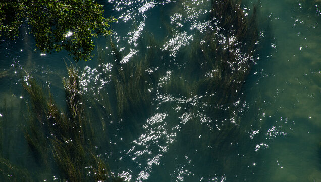 Escena de un rio muy representativa de los ecosistemas fluviales, donde la interacci&oacute;n entre luz, agua y vegetaci&oacute;n genera texturas y reflejos fascinantes.