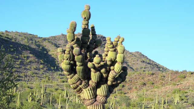 This unique saguaro is affectionately known as the "Michelin Man" cactus due to the bubbly, segmented appearance of its arms.