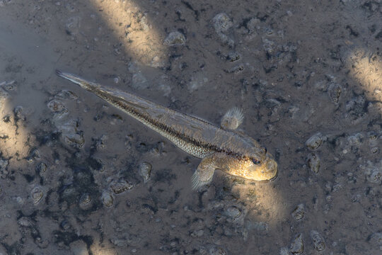 Top view of a small goby fish or mudskipper swimming in shallow, murky water over a muddy and pebbly riverbed, showcasing its natural camouflage and selective focus on the fish's head.