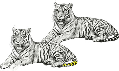 Obraz premium Vintage engraved tiger pair illustration with detailed wild feline sketch retro vector artwork collection