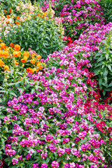 Fototapeta premium Beautiful viola flowers blooming in spring garden.