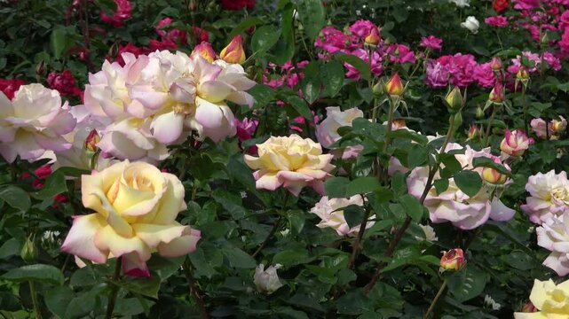 Festival de Couleurs : Promenade dans une Roseraie en Fleurs et Roses D&eacute;grad&eacute;es 4K
