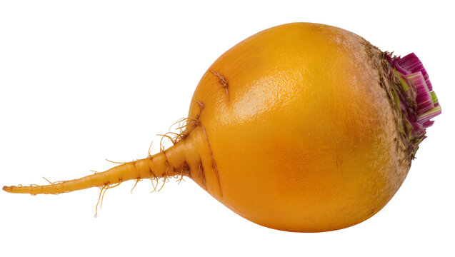 Golden beet with root and purple stem, isolated on transparent background