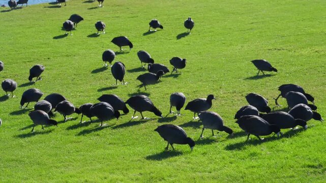Fountain Park, American Coots (Fulica americana), also known as "mud hens".