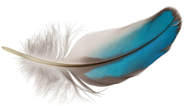Delicate blue and white bird feather with fluffy barbs, isolated on transparent background