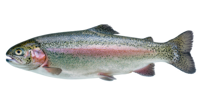 Fresh rainbow trout with pink stripe and black spots, isolated on transparent background