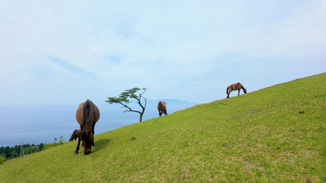 都井岬の御崎馬（宮崎県串間市）