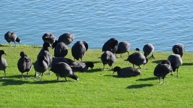 Fountain Park, American Coots (Fulica americana), also known as "mud hens".