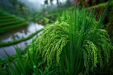 Fototapeta premium Close-up of lush green rice stalks with water droplets, set against blurred rice terraces and a misty atmosphere.