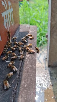 Honeybees returning to hive entrance during spring pollination season