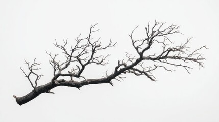 Obraz premium Silhouette of a fallen tree with bare, twisted branches against a light sky