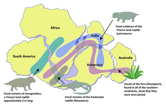 Fossil Evidence Map of Continental Drift and Pangea