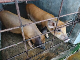 A healthy young piglet in a pen © Jimmy