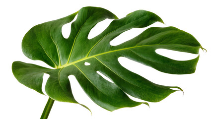 Large green monstera deliciosa leaf with natural holes, isolated on transparent background © Eoin
