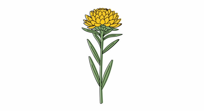 A stylized yellow aster flower with green leaves on a white background